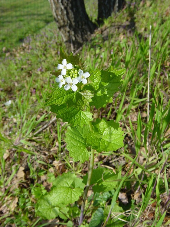 Alliaria petiolata
